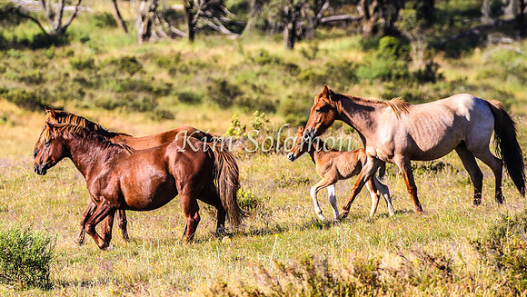Brumbies10JanKim_0180