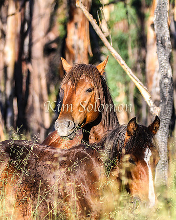 Brumbies10JanKim_0035
