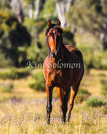 Brumbies10JanKim_0124