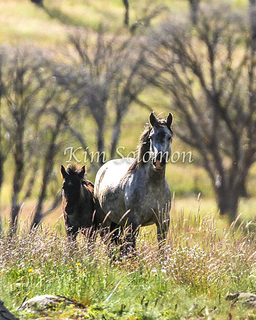 Brumbies10JanKim_0375