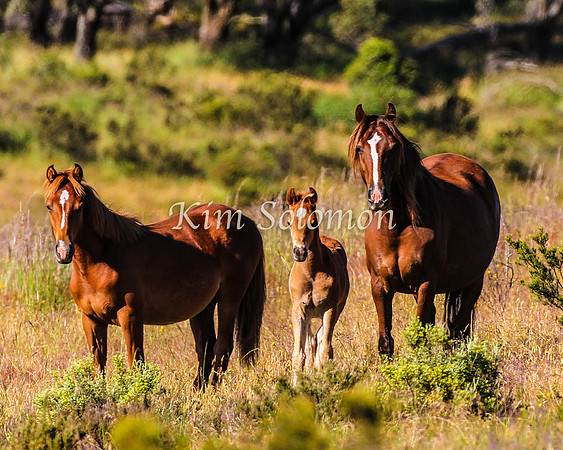 Brumbies10JanKim_0217