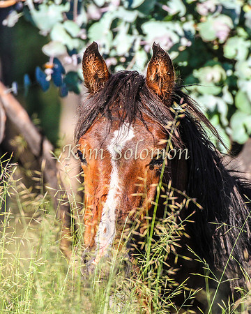Brumbies10JanKim_0020