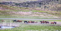 SaturdayNewYearsBrumbies_0122