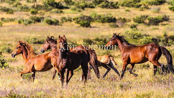 Brumbies10JanKim_0172