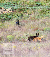 SaturdayNewYearsBrumbies_0019