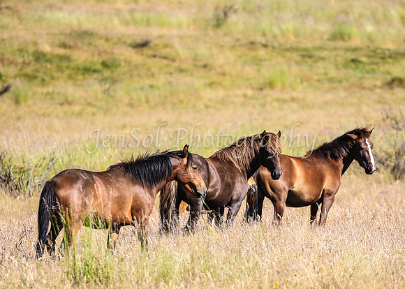 Brumbies10JanJen_0069