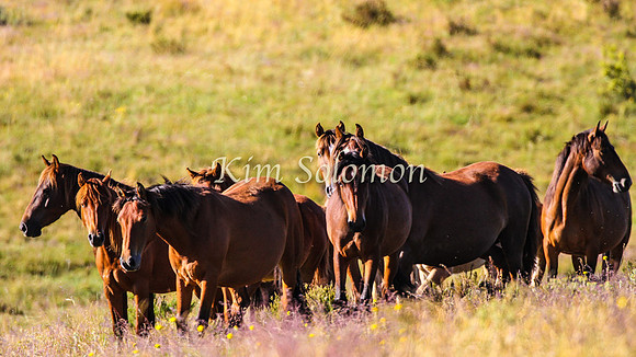 Brumbies10JanKim_0243