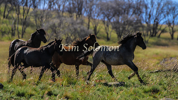 Brumbies10JanKim_0387