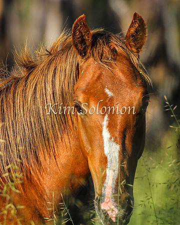 Brumbies10JanKim_0019