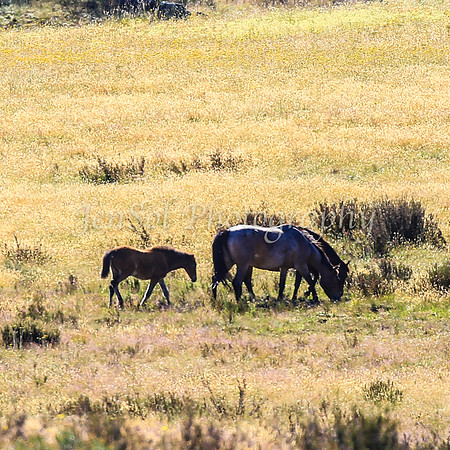 Brumbies10JanJen_0072