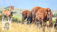 SnowyBrumbiesJan21_0030