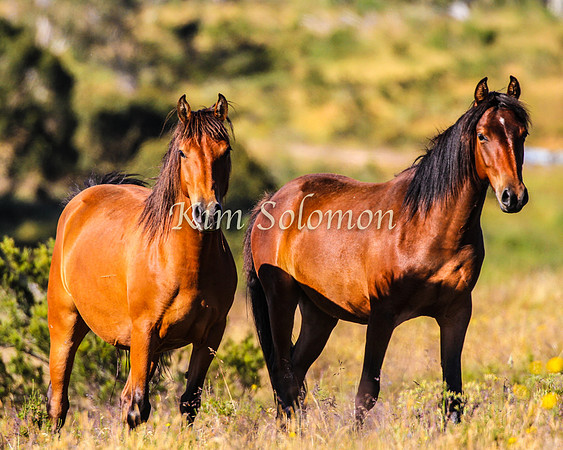 Brumbies10JanKim_0228