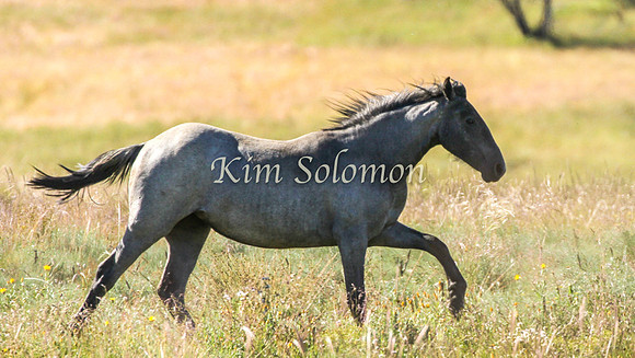 Brumbies10JanKim_0398
