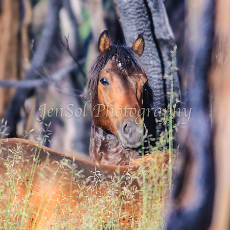 Brumbies10JanJen_0022