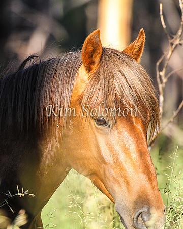 Brumbies10JanKim_0026
