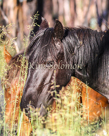 Brumbies10JanKim_0051