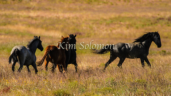 Brumbies10JanKim_0412