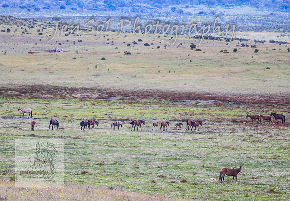 SaturdayNewYearsBrumbies_0150