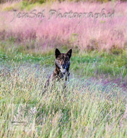 SaturdayNewYearsBrumbies_0001