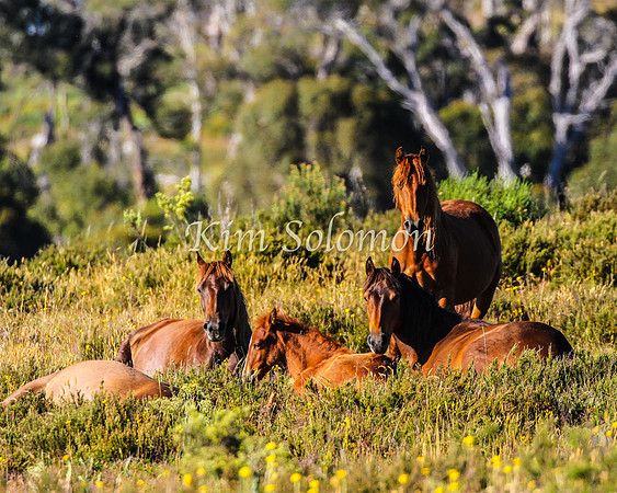 Brumbies10JanKim_0100