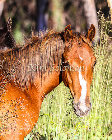 Brumbies10JanKim_0070