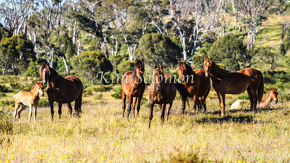 Brumbies10JanKim_0133