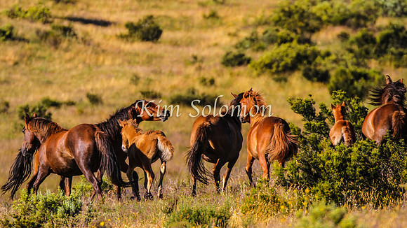 Brumbies10JanKim_0189