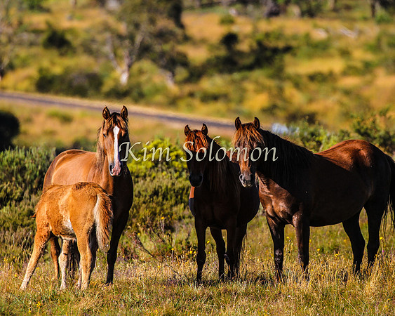 Brumbies10JanKim_0125