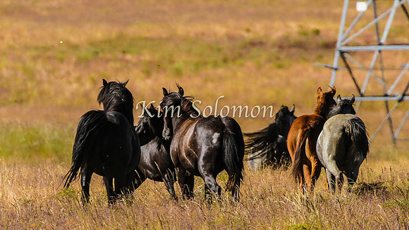 Brumbies10JanKim_0419