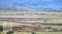 SaturdayNewYearsBrumbies_0153