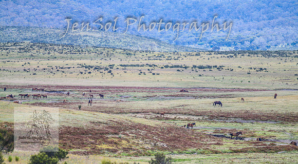 SaturdayNewYearsBrumbies_0153