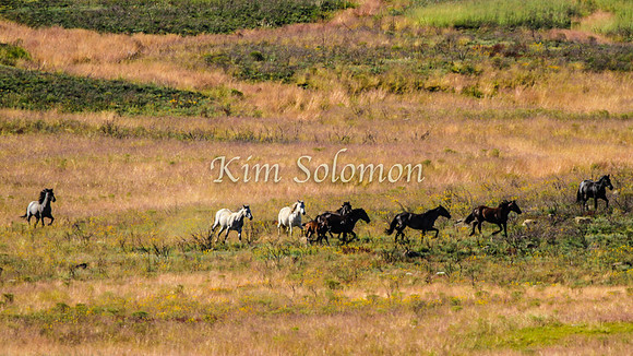 Brumbies10JanKim_0371