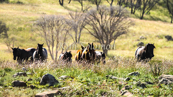 Brumbies10JanKim_0378