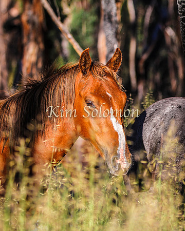 Brumbies10JanKim_0056