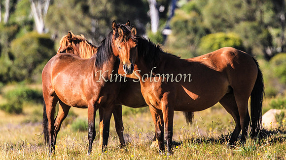 Brumbies10JanKim_0142