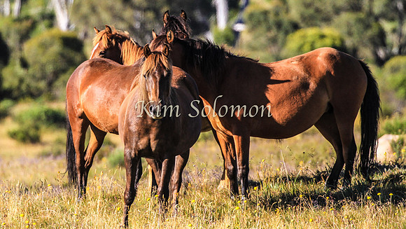 Brumbies10JanKim_0139