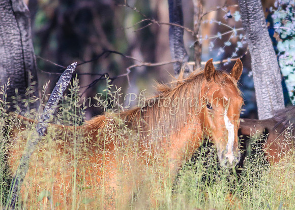 Brumbies10JanJen_0031