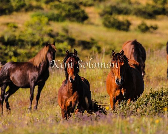 Brumbies10JanKim_0215