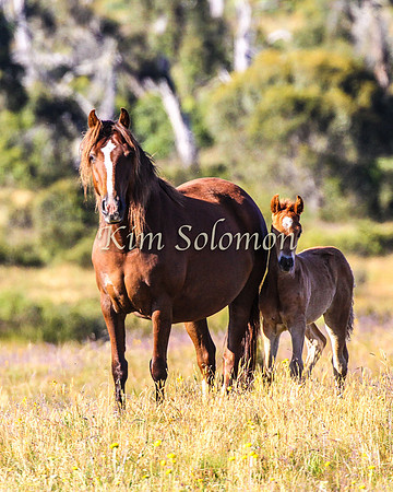 Brumbies10JanKim_0121