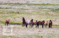 SaturdayNewYearsBrumbies_0158