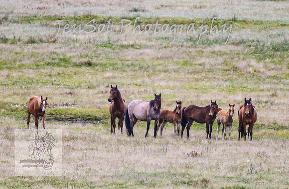SaturdayNewYearsBrumbies_0158