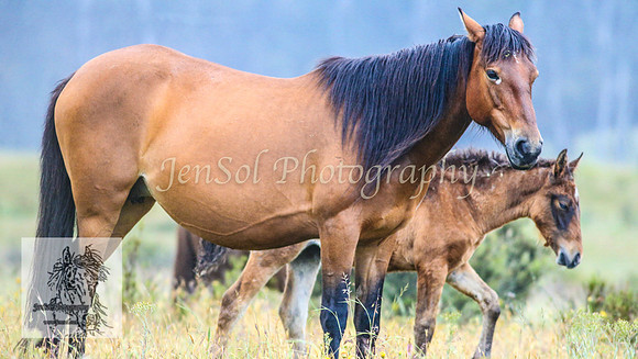 SnowyBrumbiesJan21_0025