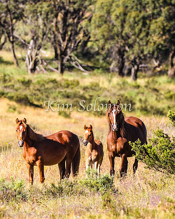 Brumbies10JanKim_0214