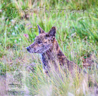 SaturdayNewYearsBrumbies_0012