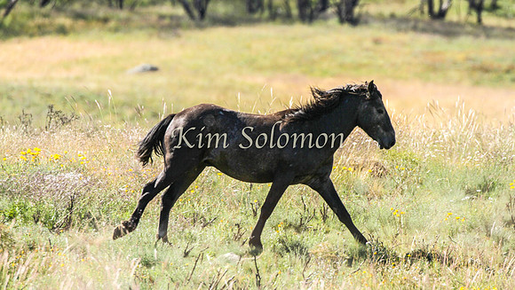 Brumbies10JanKim_0405