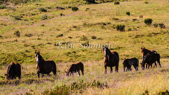 Brumbies10JanKim_0264