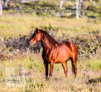 SaturdayNewYearsBrumbies_0041