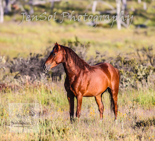 SaturdayNewYearsBrumbies_0041