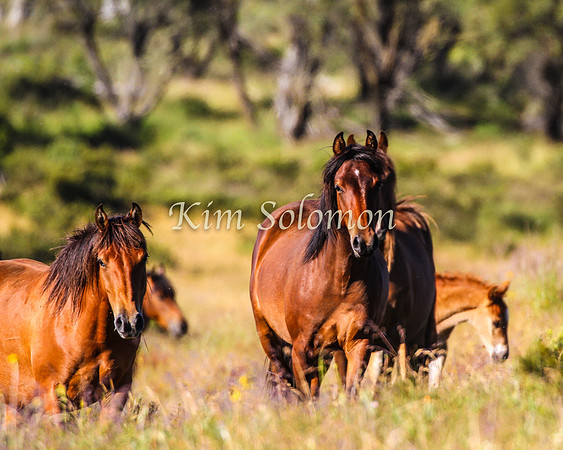 Brumbies10JanKim_0220