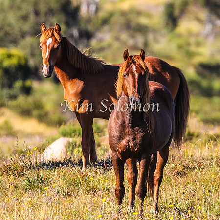 Brumbies10JanKim_0128